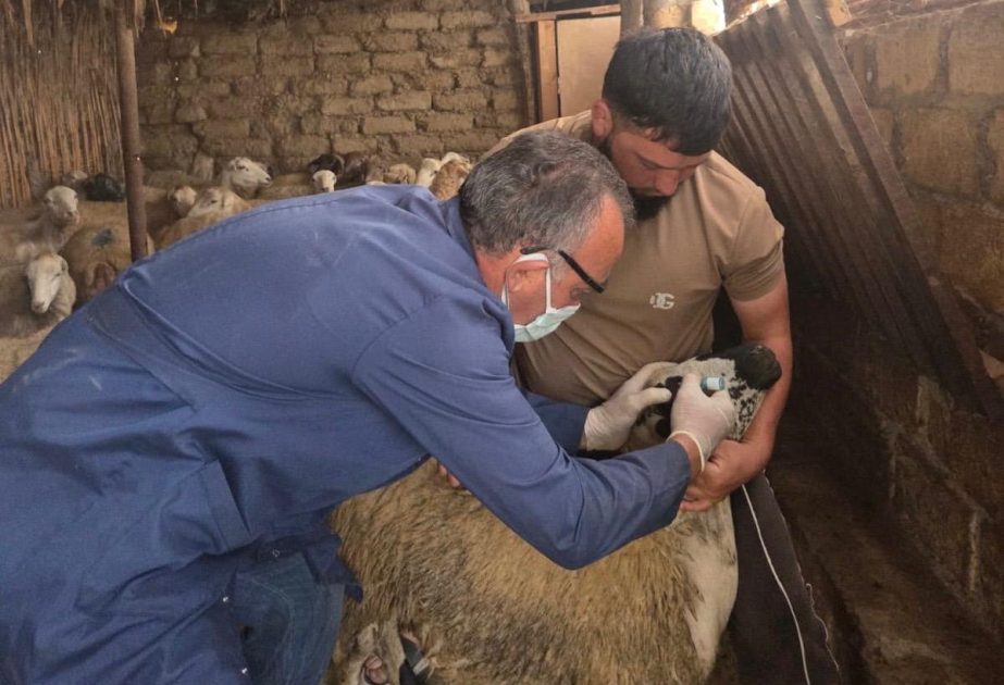 Baytarlıq xidmətlərinin gücləndirilməsi davam etdirilir