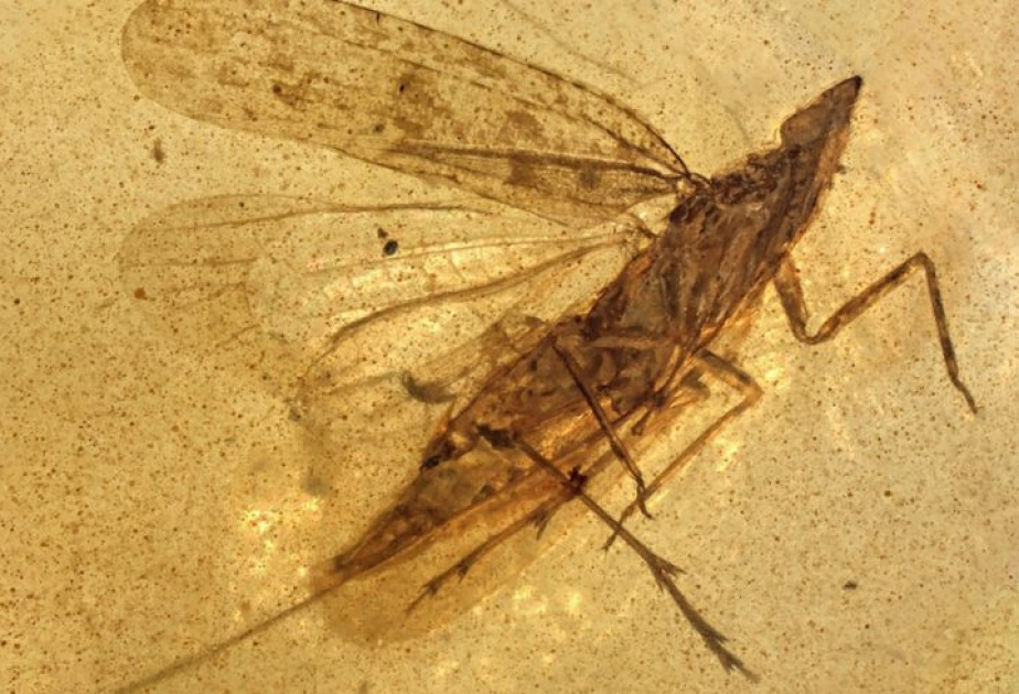 Israeli researchers discover new insect species preserved in 99-million-year-old amber