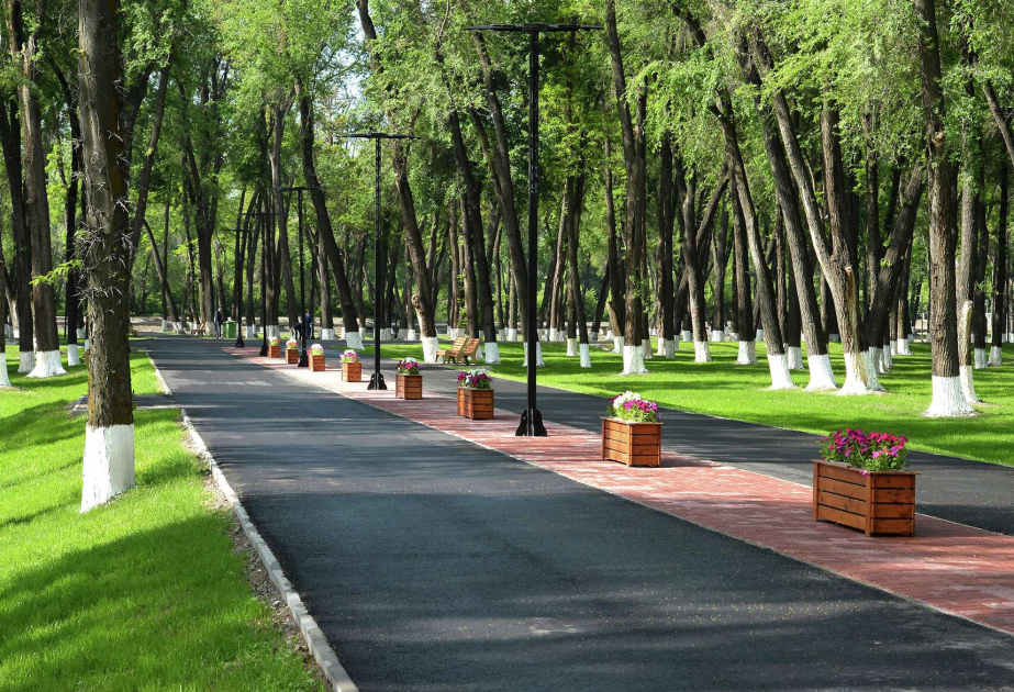 В Кыргызстане предлагают ввести правило «пять деревьев за одно срубленное»