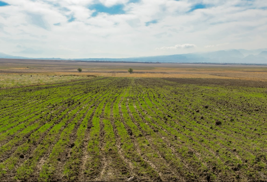 Naxçıvanda suvarma su təminatı yaxşılaşır, payızlıq taxıl əkinləri genişlənir - Babək rayonundan REPORTAJ