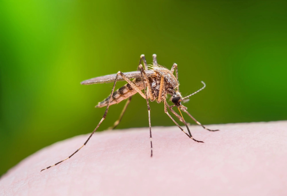 West Nile virus-carrying mosquitoes found in Central and Northern Israel