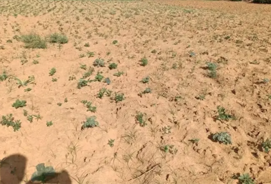 Soudan : la guerre et la sécheresse menacent d’étendre la famine