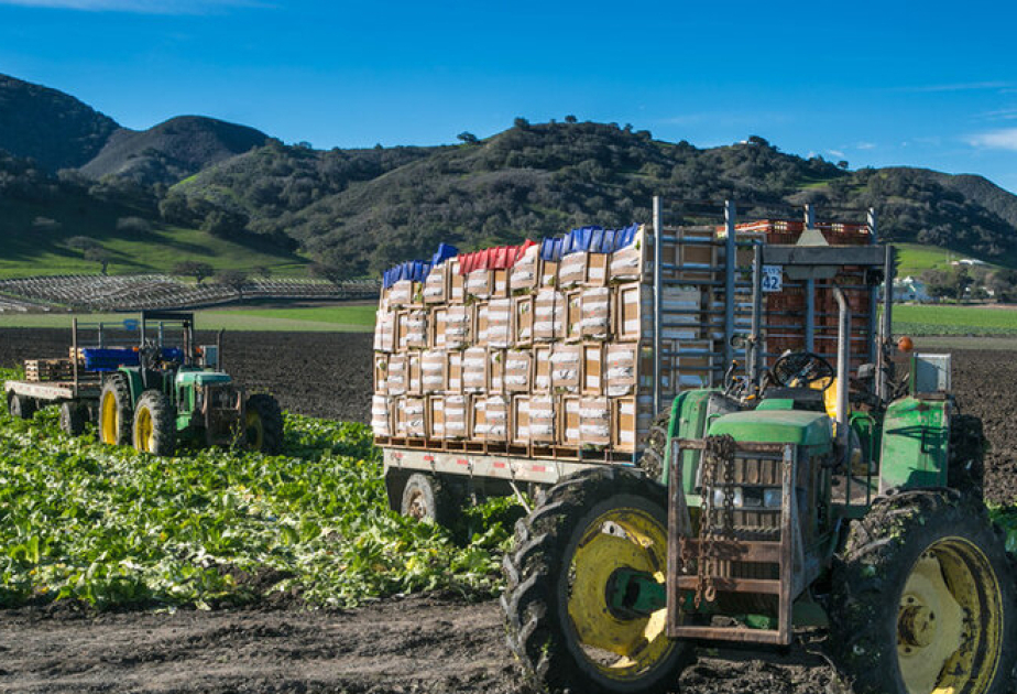 Agricultural production increases by 1.1pct in nine months