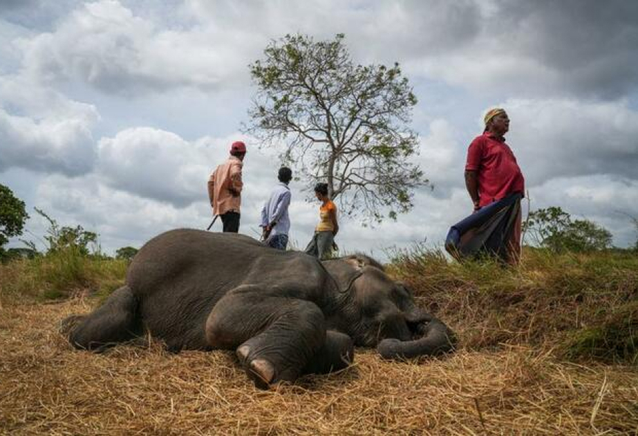 In Sri Lanka, human-elephant conflict takes deadly toll