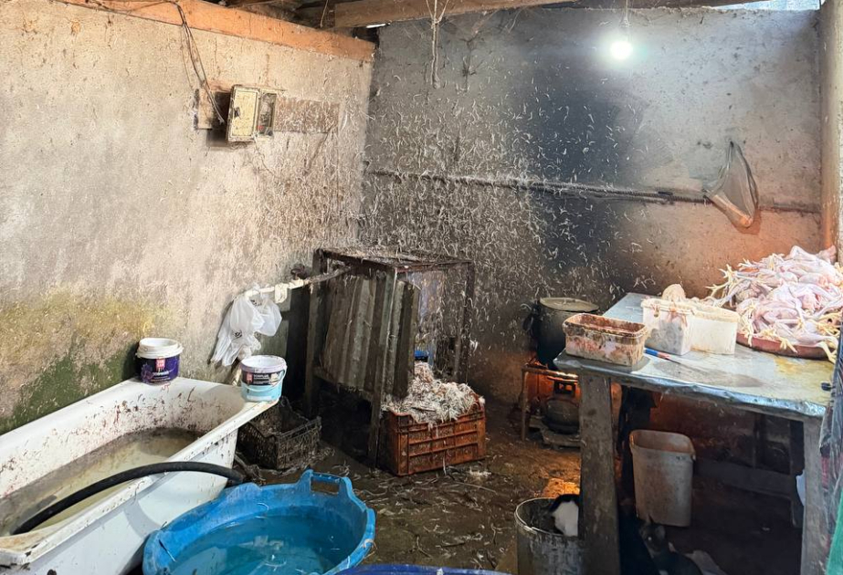 Lənkəranda toyuq kəsimi sexinin qanundankənar fəaliyyət göstərdiyi aşkarlanıb