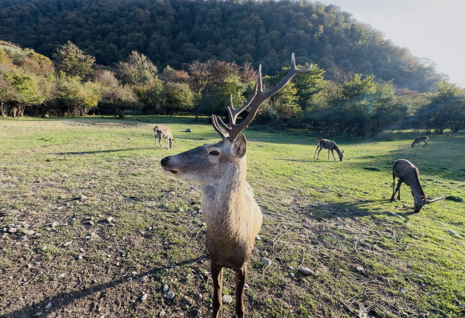 Red deer and autumn landscapes: A journey into nature in Ismayilli VIDEO