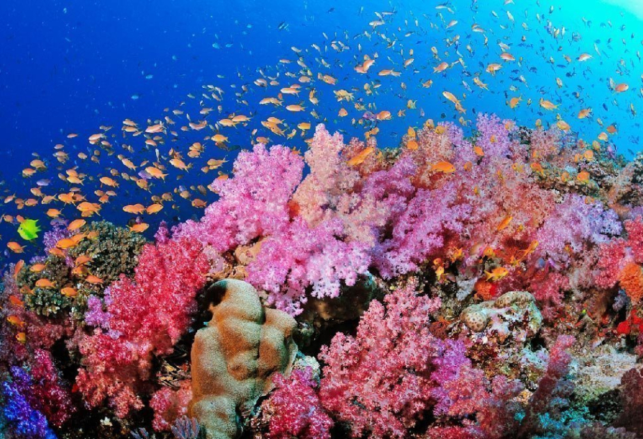 Casi todos los arrecifes de coral de aguas poco profundas estarán en riesgo de desaparecer para 2075, según un informe