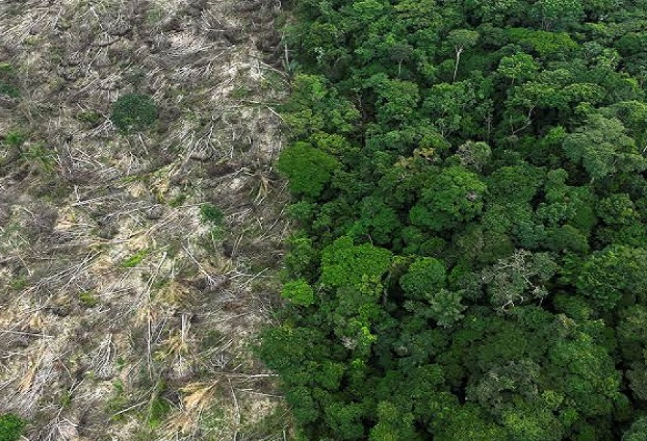 Green Climate Fund backs US$46 million initiative to secure Cameroon’s permanent forests against climate change