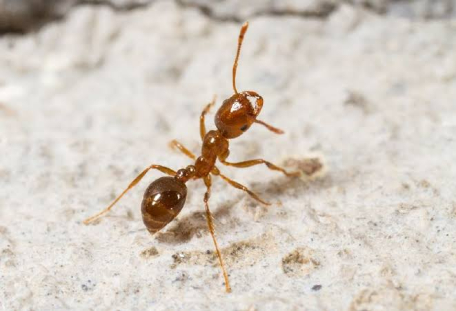 One of world’s 100 most harmful invasive species spotted in Haifa