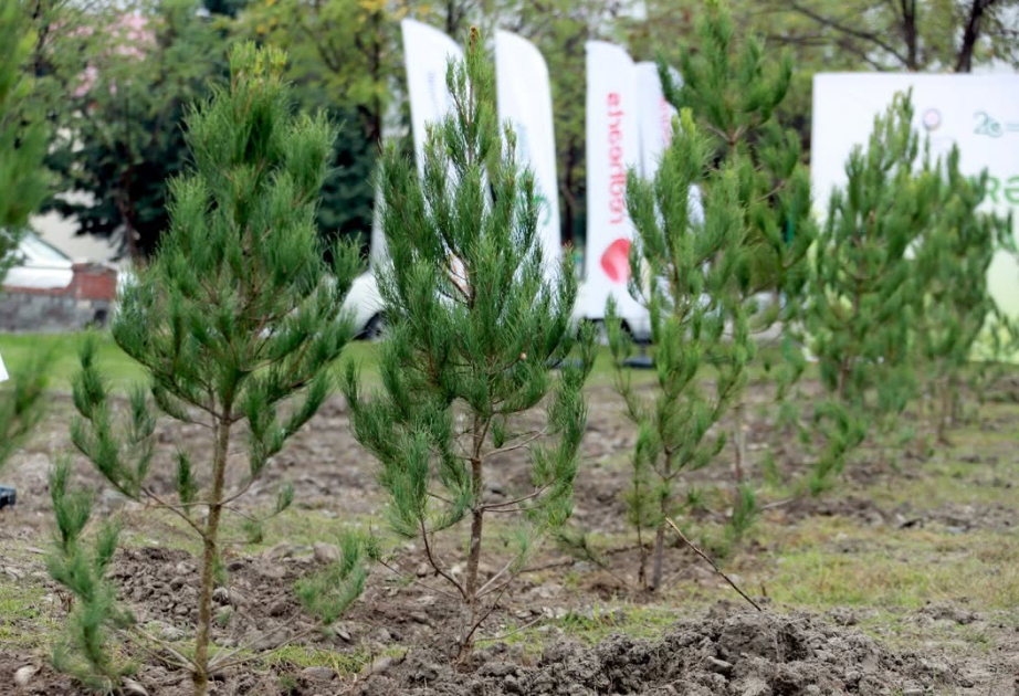 “Qəhrəmanlar Bağı” layihəsi çərçivəsində Şəkidə ağacəkmə aksiyası keçirilib