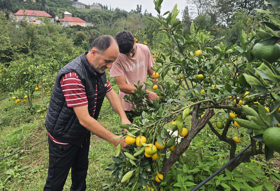 Astarada tezyetişən naringinin yığımı aparılır – Qiymətlər 50 qəpikdən başlayır