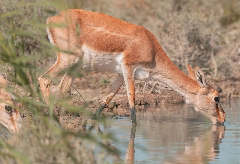 Cəbrayıl, Laçın və Kəlbəcər ərazilərinə 70 başadək müxtəlifcinsli fauna növləri reintroduksiya edilib