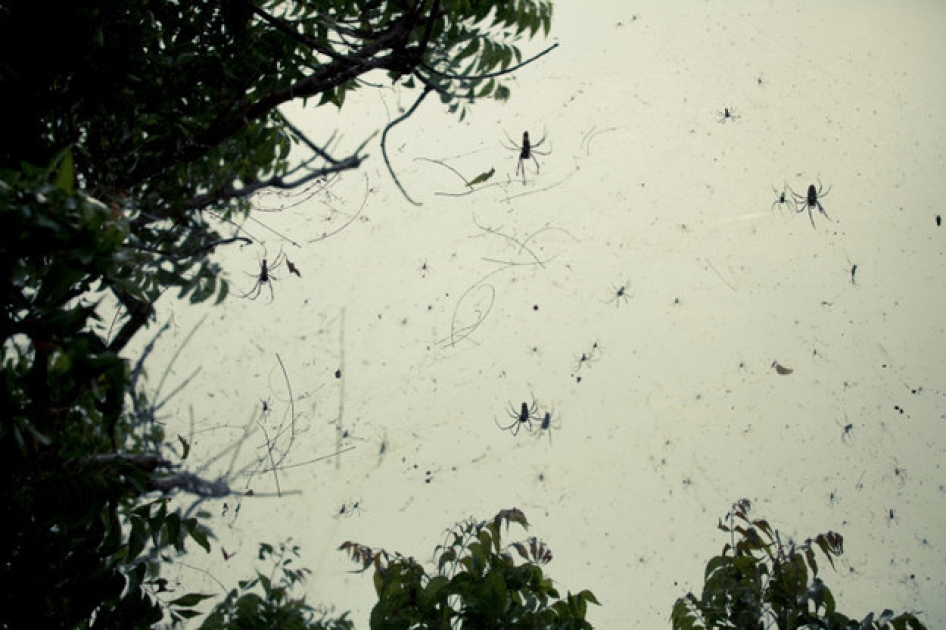 Spiders rain down on Australian town 