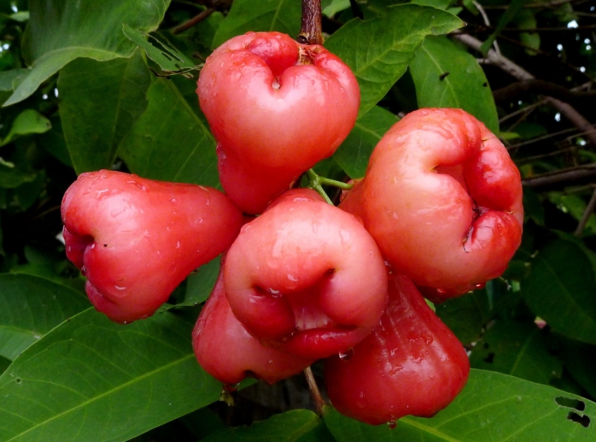 Экзотические фрукты мира: от папайи до маранга - АЗЕРТАДЖ