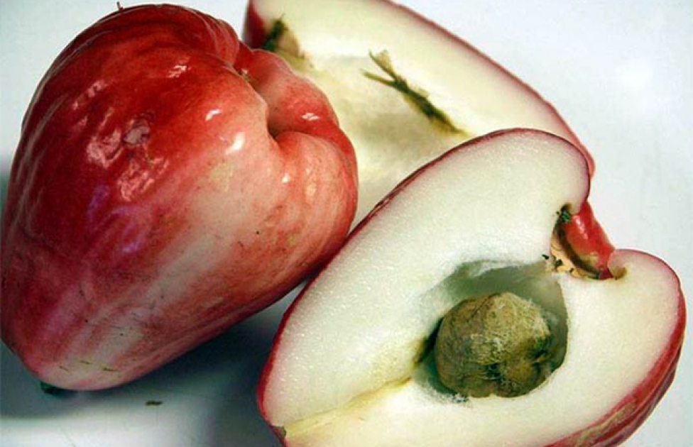Фрукт с белой кожурой. Ямбоза малайское яблоко. Чомпу- малабарская слива- розовое яблоко. Тайское яблоко Чомпу.