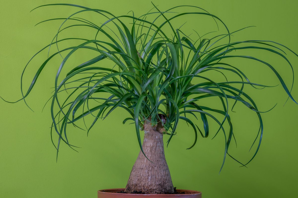 Фото бутылочного дерева комнатное растение