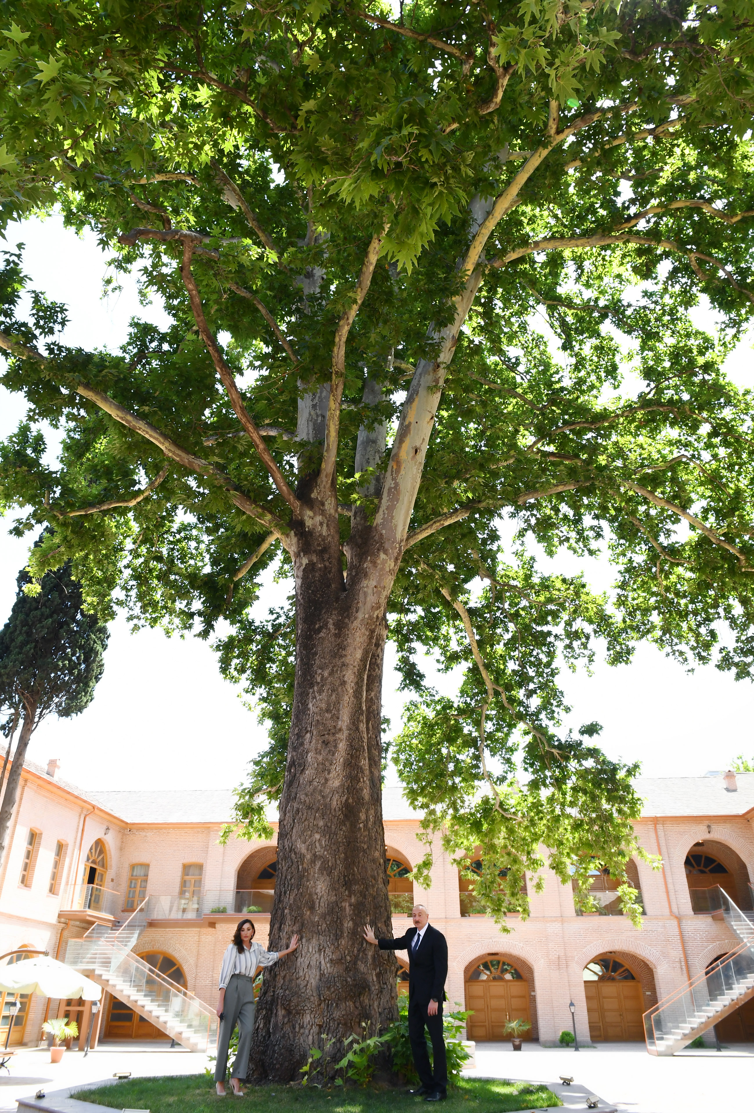 Дерево Чинар в Азербайджане
