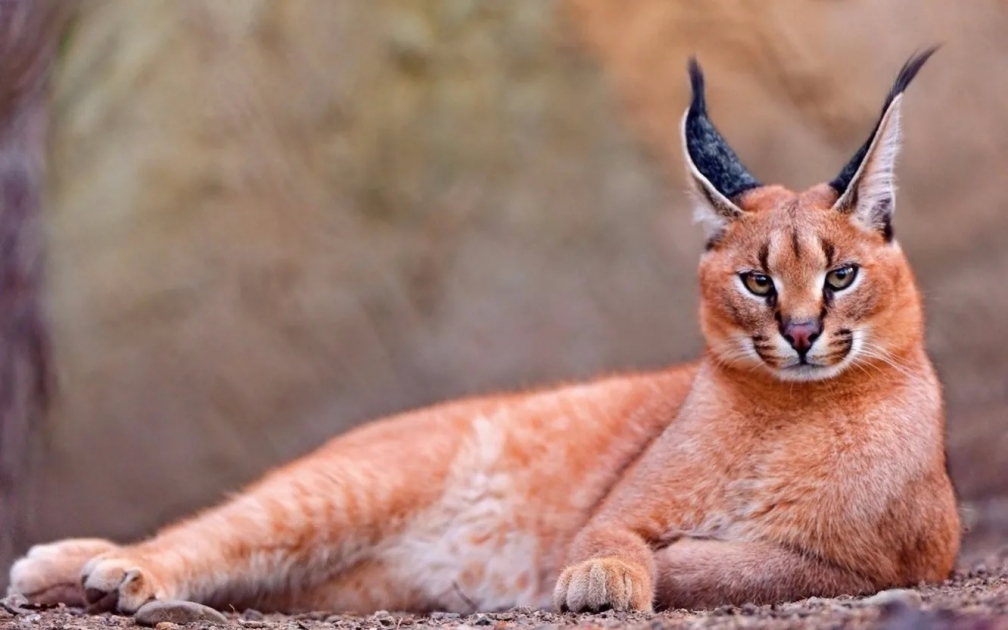 10 самых редких и необычных видов диких кошек - АЗЕРТАДЖ