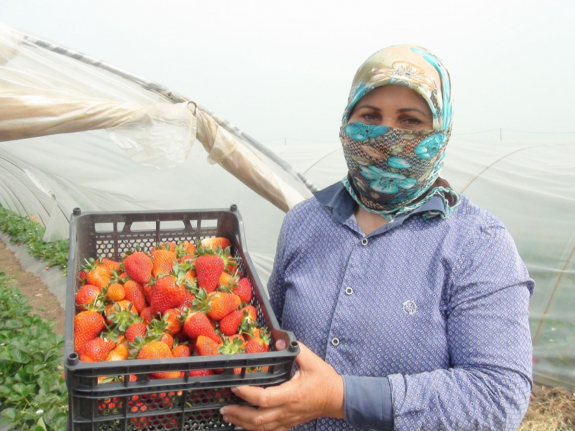 Cəlilabadda nübar çiyələk yığımı davam edir FOTO VİDEO - AZƏRTAC