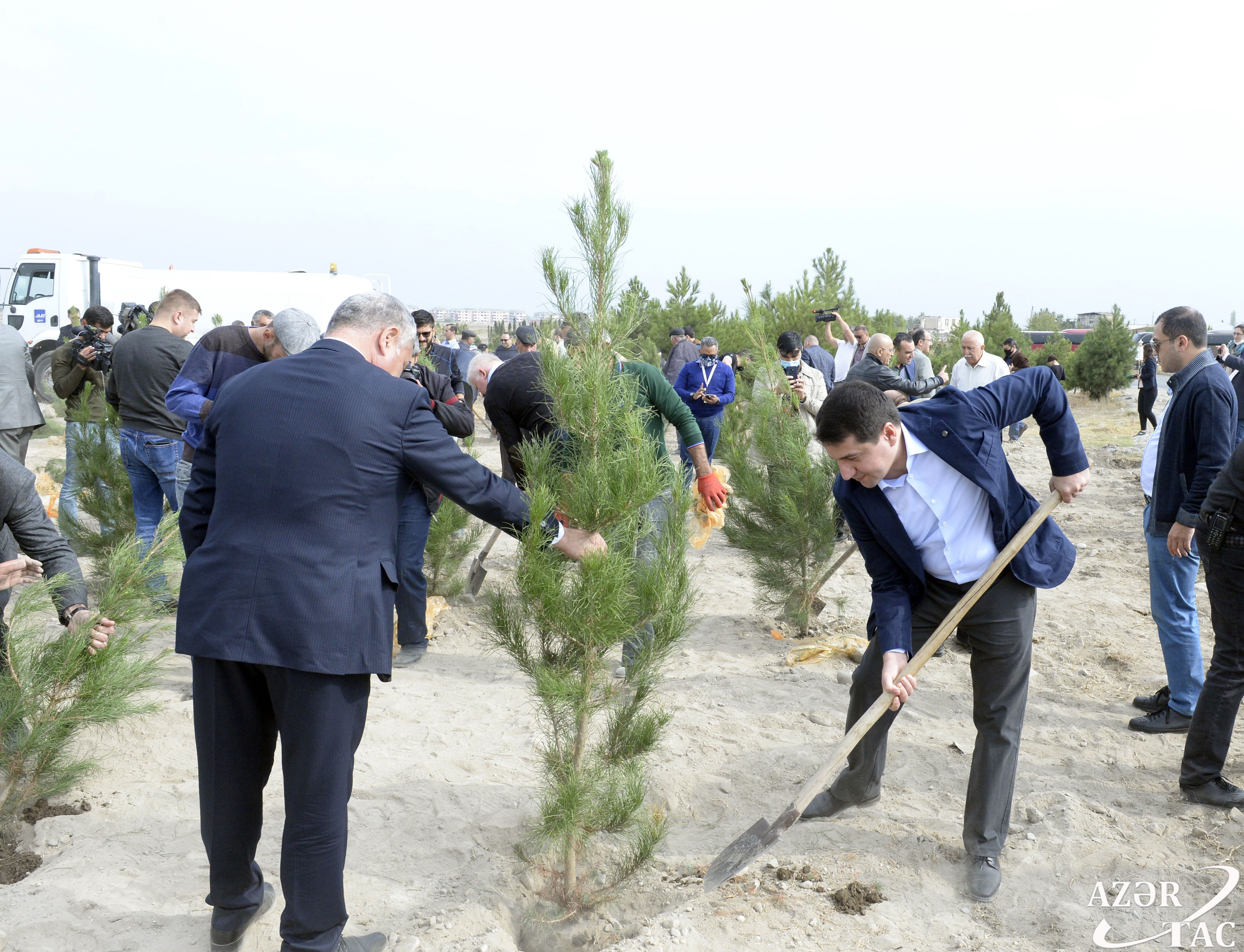 Деревья в азербайджане