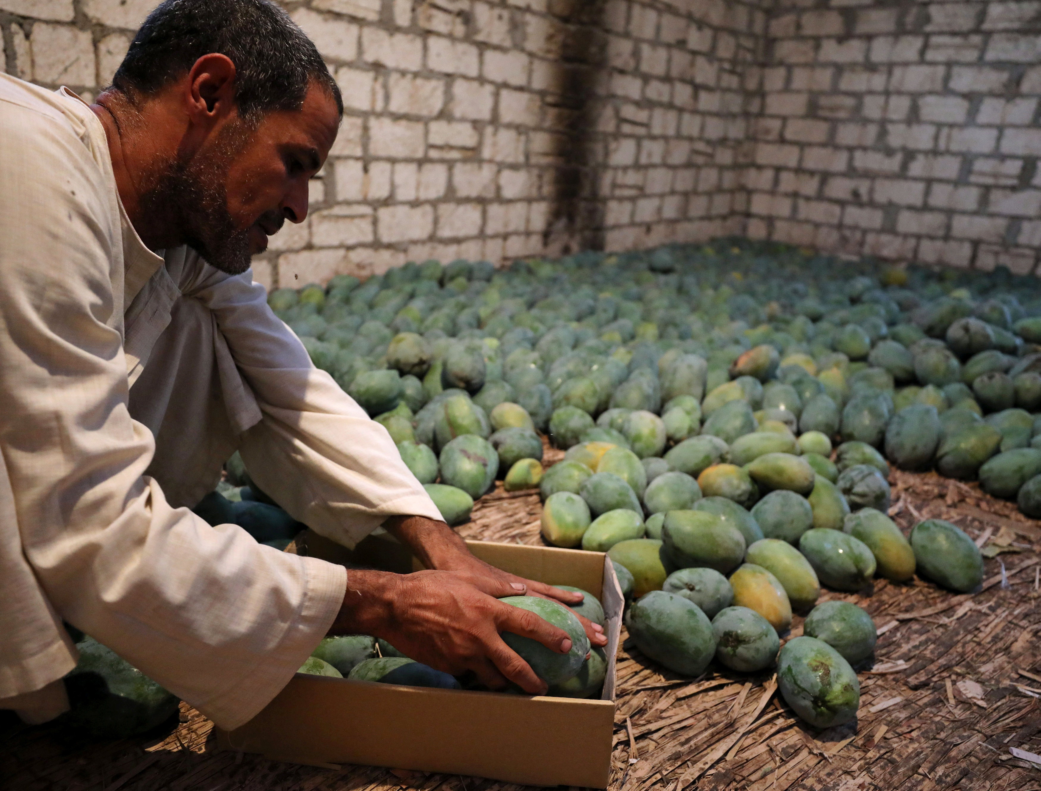 Афганистанские манго