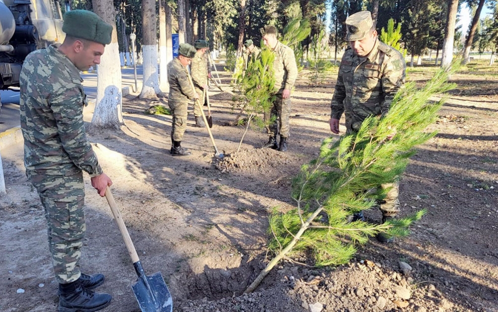 Посадить дерево парке