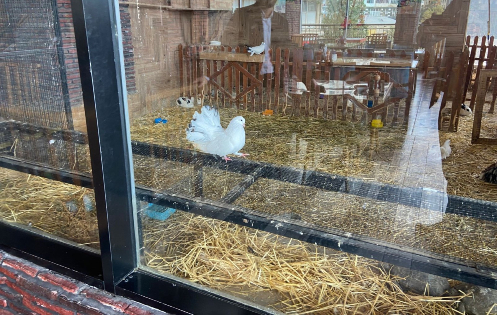 “Kolorit” restoranında heyvanların qanunsuz saxlanıldığı aşkar olunub