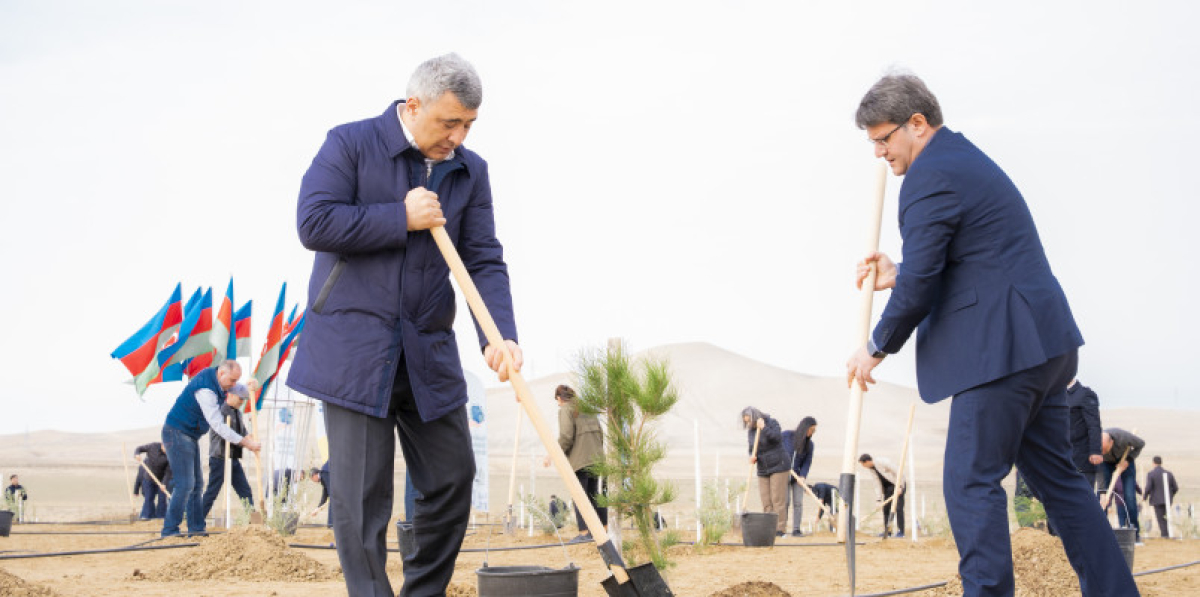Müşfiqabad qəsəbəsində ağacəkmə aksiyası keçirilib