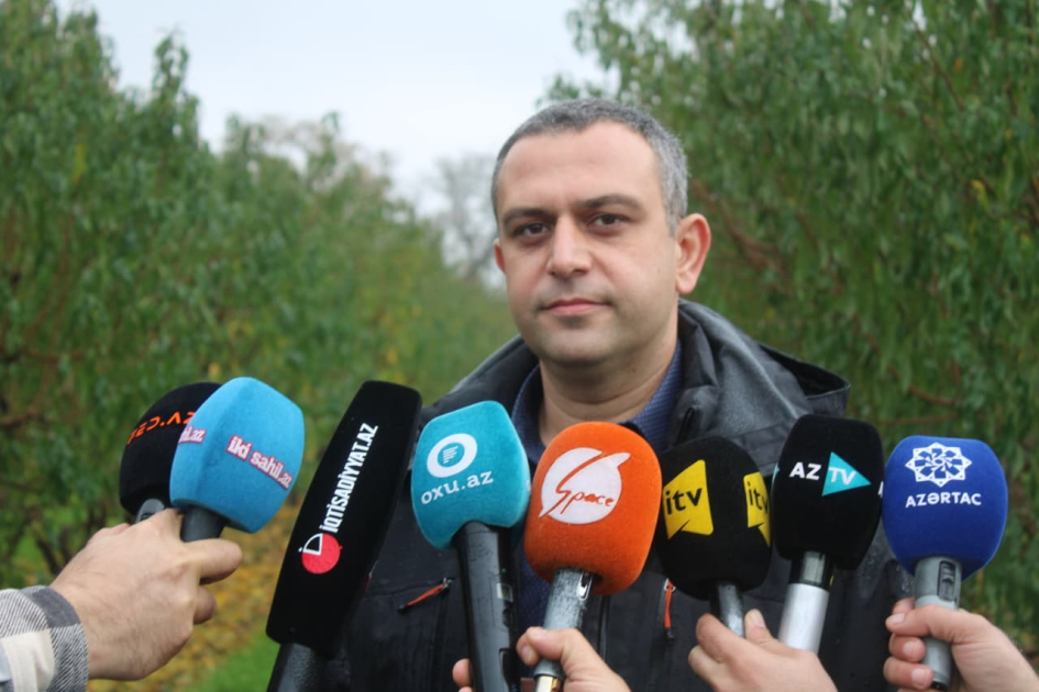 Azərbaycanda meyvə bağları üzrə ən böyük aqrar sığorta ödənişi edilib