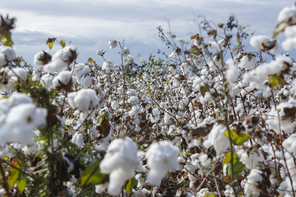 Operativ məlumat: Pambıq yığımında rekord göstəricilər əldə olunur