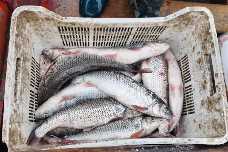 Qanunsuz balıq ovuna qarşı mübarizə: İki ayda 15 min manat cərimə tətbiq edilib