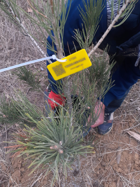 Elmi Cərrahiyyə Mərkəzi: Ağacların kəsilməsi qanunvericiliyin tələblərinə uyğun şəkildə həyata keçirilib