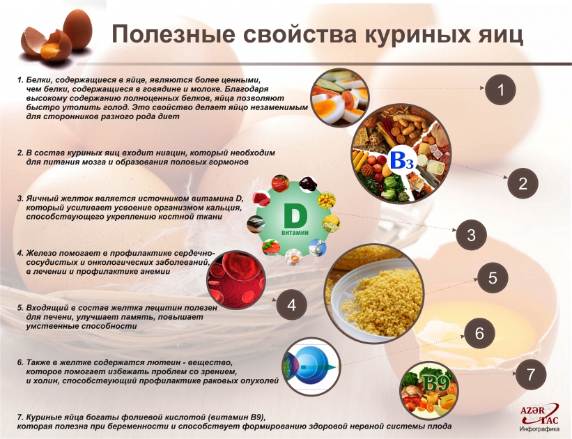 Полезные свойства куриных яиц - ИНФОГРАФИКА