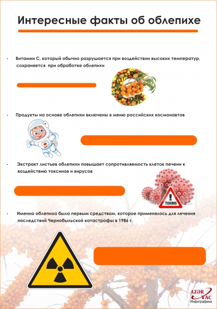 Интересные факты об облепихе - ИНФОГРАФИКА