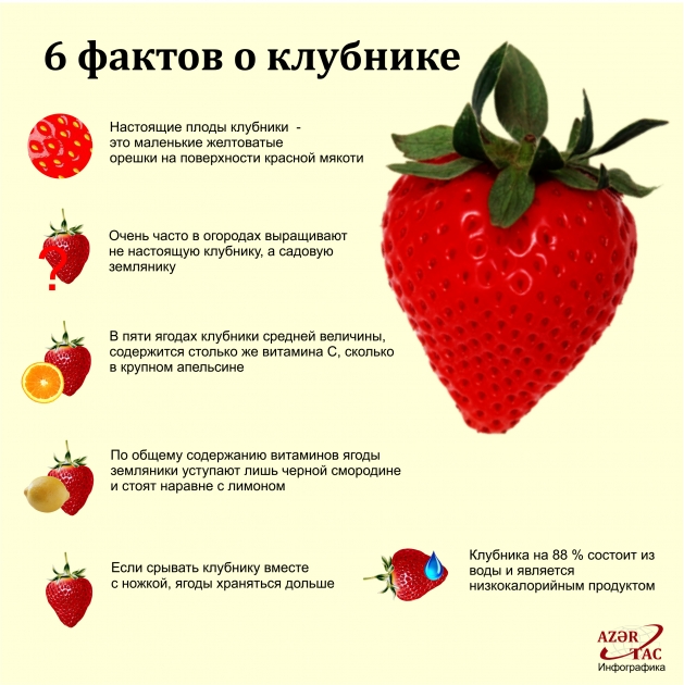 6 фактов о клубнике - ИНФОГРАФИКА