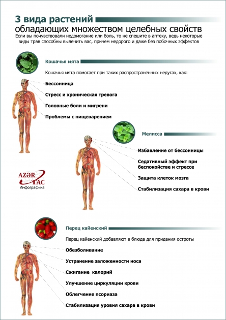 3 вида растений, обладающих множеством целебных свойств - ИНФОГРАФИКА