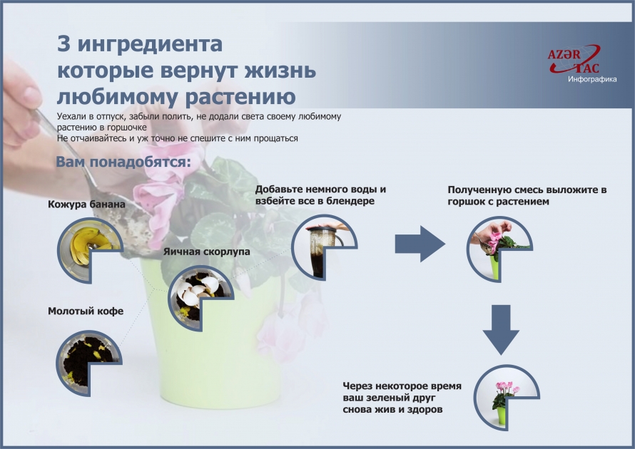Три ингредиента, которые вернут жизнь любимому растению – ИНФОГРАФИКА