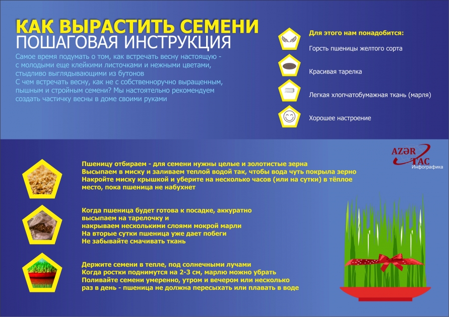 КАК ВЫРАСТИТЬ СЕМЕНИ – ИНФОГРАФИКА