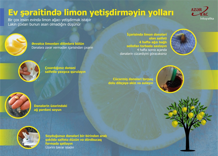 Ev şəraitində limon yetişdirməyin yolları - İNFOQRAFİKA