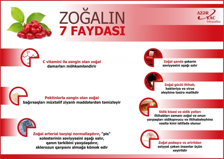 Zoğalın 7 faydası - İNFOQRAFİKA