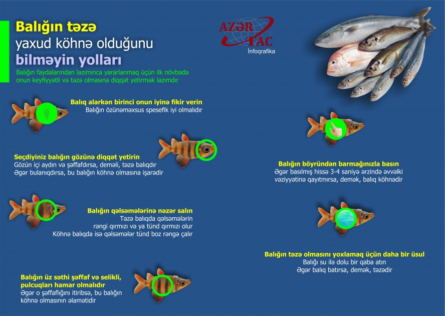 Balığın təzə yaxud köhnə olduğunu bilməyin yolları - İNFOQRAFİKA