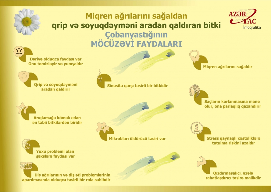 Miqren ağrılarını sağaldan, qrip və soyuqdəyməni aradan qaldıran bitki - İNFOQRAFİKA