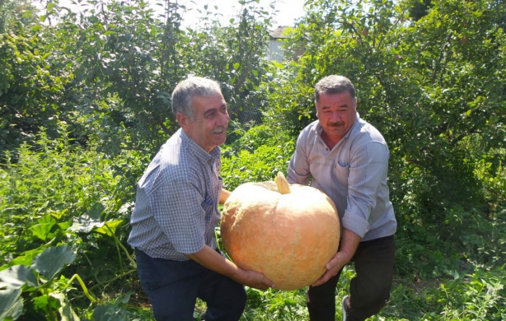 Mehriban qonşular arasında bölünəcək 49 kiloqramlıq balqabaq VİDEO