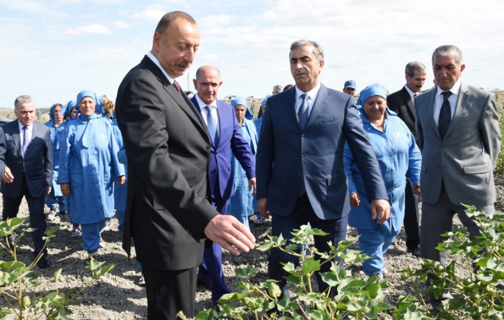 Prezident İlham Əliyev Salyanın Kürsəngi kəndində pambıq sahələrinə baxıb [YENİLƏNİB] VİDEO