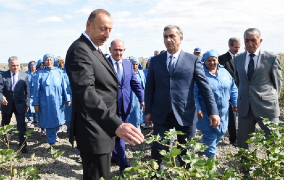 Präsident Ilham Aliyev inspiziert Baumwollfelder in Salyan VIDEO