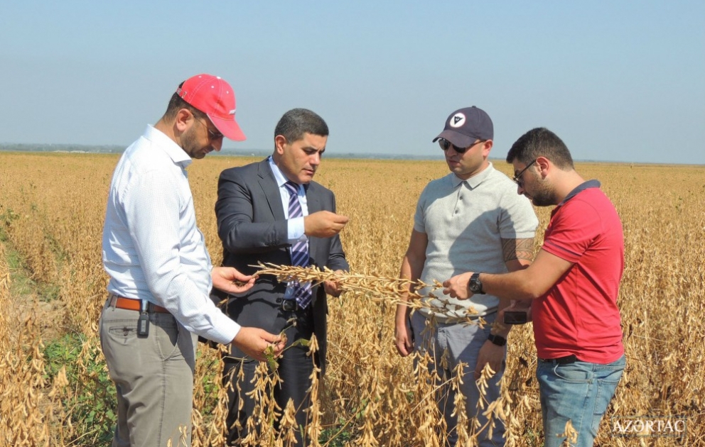 “Qarabağ Taxıl” MMC qiymətli strateji bitki olan soyanı geniş sahədə becərməklə Azərbaycanda bir ilkə imza atıb - FOTO VİDEO