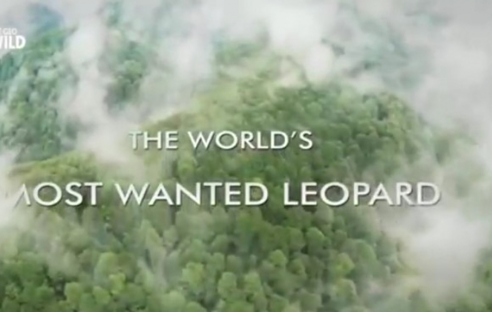 Nat Geo Wild: Qafqaz bəbirinin qorunması üçün ciddi addımlar atılıb VİDEO