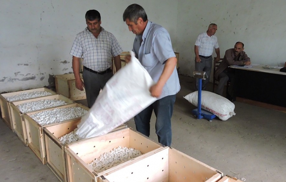 Qaxda ilk günlərdə qəbul məntəqəsinə 1752 kiloqram yaş barama təhvil verilib VİDEO