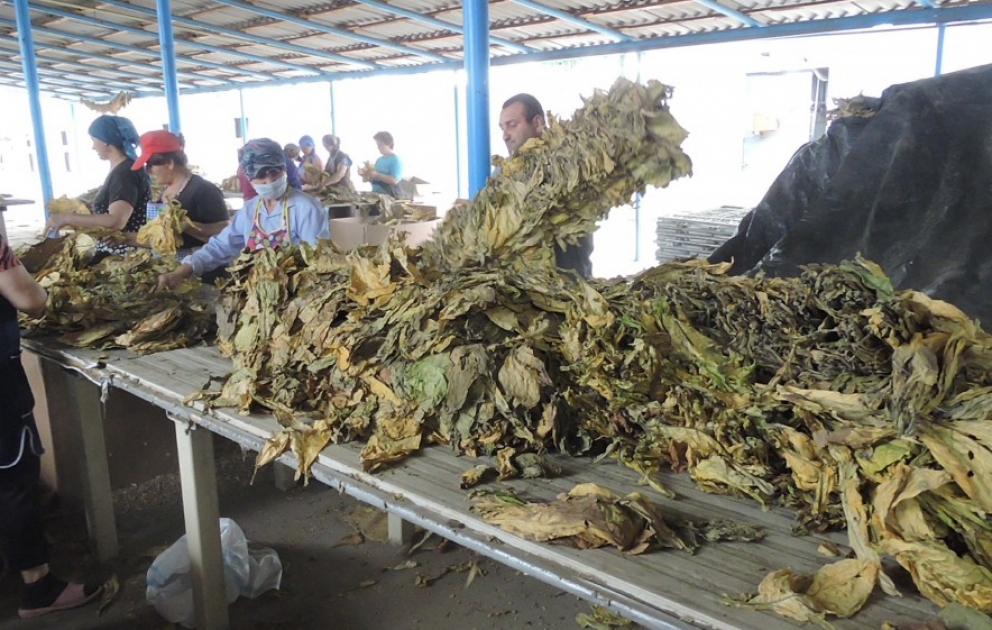 “İnter-Tobacco” MMC-nin rəsmisi: Bu il ölkə üzrə quru tütün istehsalının 3 min tona çatacağı proqnozlaşdırılır VİDEO