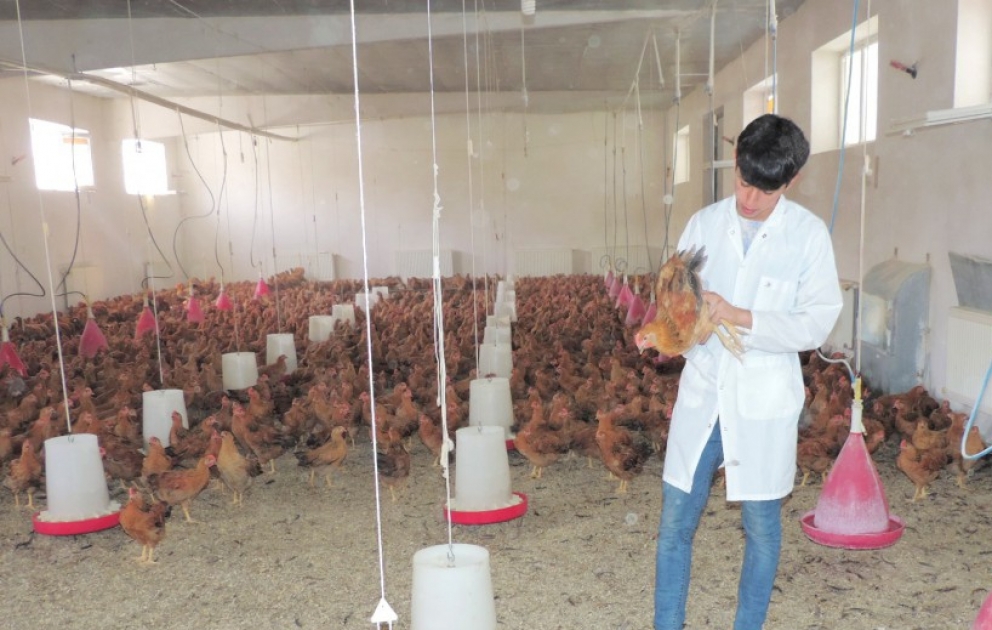 Aqrar Universitetin alimi: Məqsədimiz yerli toyuq cinsi yaratmaqdır VİDEO